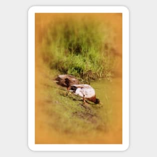 ducks feeding at Trojan pond, near Goble, Oregon Sticker